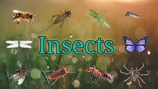 Insects // Names of Insects// Insects name with pictures// kids learning video