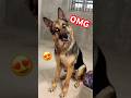 Most Intelligent German Shepherd Dog Reaction Funny Videos