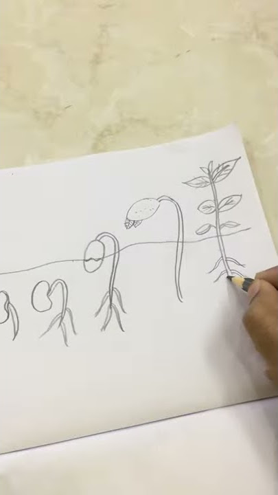 17 Diagram Of Seed Germination EnriqueCora android-tn-11th-tamil-guide