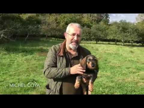 Video: Cómo entrenar perros para rastrear la sangre