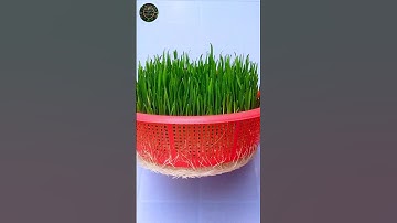 How to Grow Wheatgrass Without Soil in 7 Days #shorts #gardening #tips