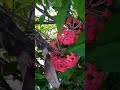 Bokhadi flowers from kokan  