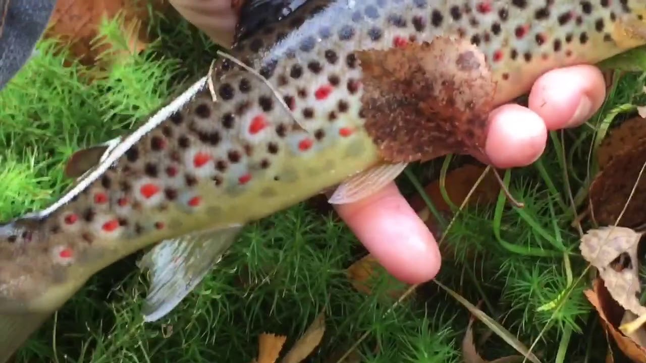 Trout Fishing With Nymph Fly And Bobber In Small Creek You Trout Fishing With Nymph Fly And Bobber In Small Creek