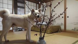 【秋田犬ゆうき】今年も仏壇に梅の花が供えられ華やかになったが私は花より団子のフードです【akita dog】