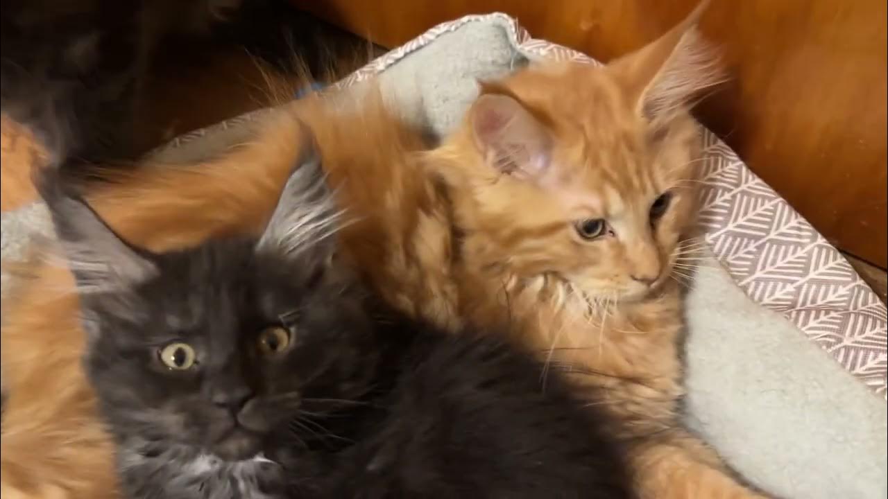 12 Week Old Maine Coon Kittens Olivia s And Ana s Babies YouTube 12-week-old-maine-coon-kittens-olivia-s-and-ana-s-babies-youtube