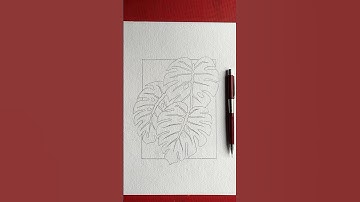Monstera leave drawing outline 1st part #monstera #leafdrawing #shorts