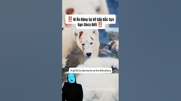 ‼️Bí Ẩn Đáng Sợ Về Gấu Bắc Cực Nhiễm Phóng Xạ‼️#shorts #shortvideo #trendingshorts