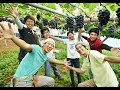 2015年度石原果樹園オープン！幼稚園ぶどう狩りご招待！Ishihara Fruit Farm , Okayama JAPAN 2015-07-16
