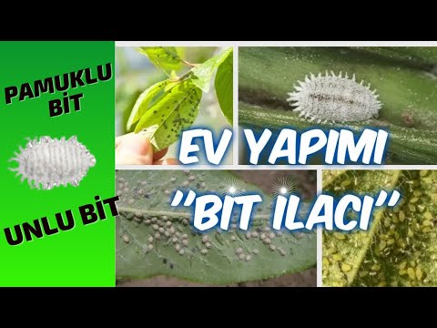 Unlu Bit Beyaz Kelebek Ve Gul Bitleri Icin Basit Ev Yapimi Ilac Tarifi Youtube