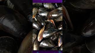 El mejillón #curiosidades #mejillones #cosasquenosabias #animales #ciencia #oceano #mar #fyp #shorts