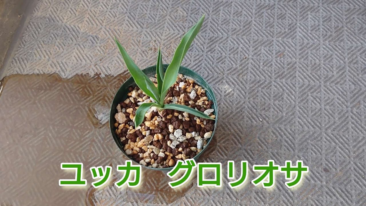 ユッカ グロリオサ（キミガヨラン）】 届いたので鉢植え！ - YouTube