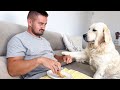 Watch How Golden Retriever Reacts to Pizza: You Won&#39;t Believe It!