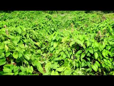 ვიდეო: Dioscorea Nipponskaya შესანიშნავი წამალია სკლეროზის დროს