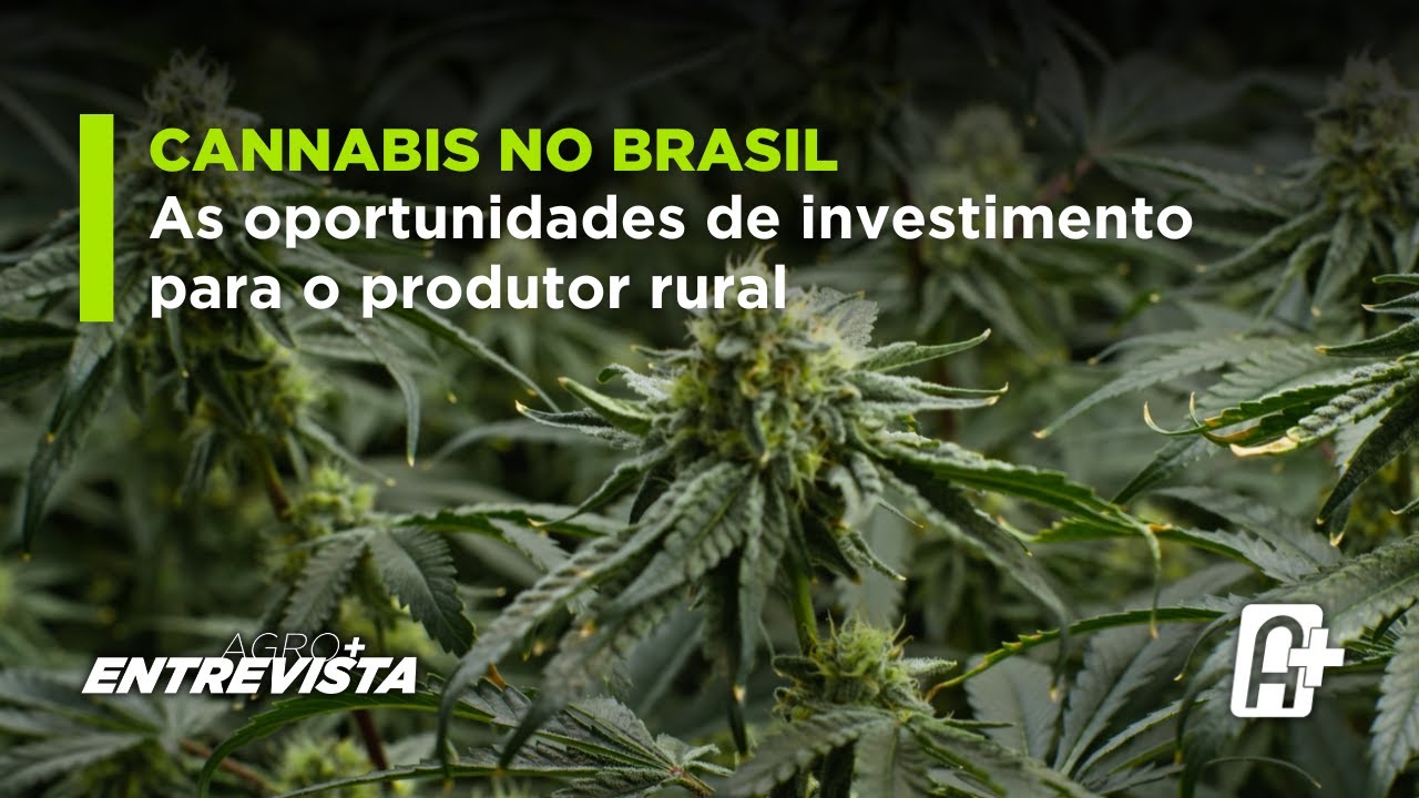 Cultivo de cannabis no Brasil: as oportunidades de investimento para o produtor rural