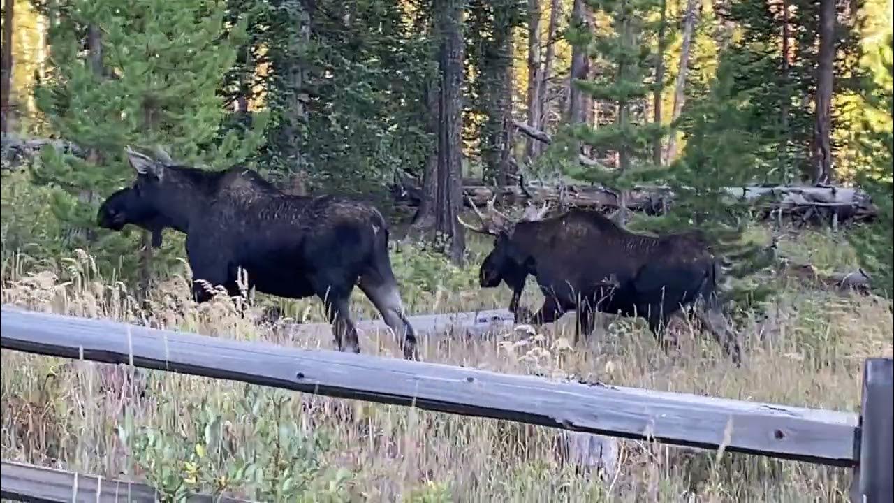 Two Moose Passing Piney River Road YouTube