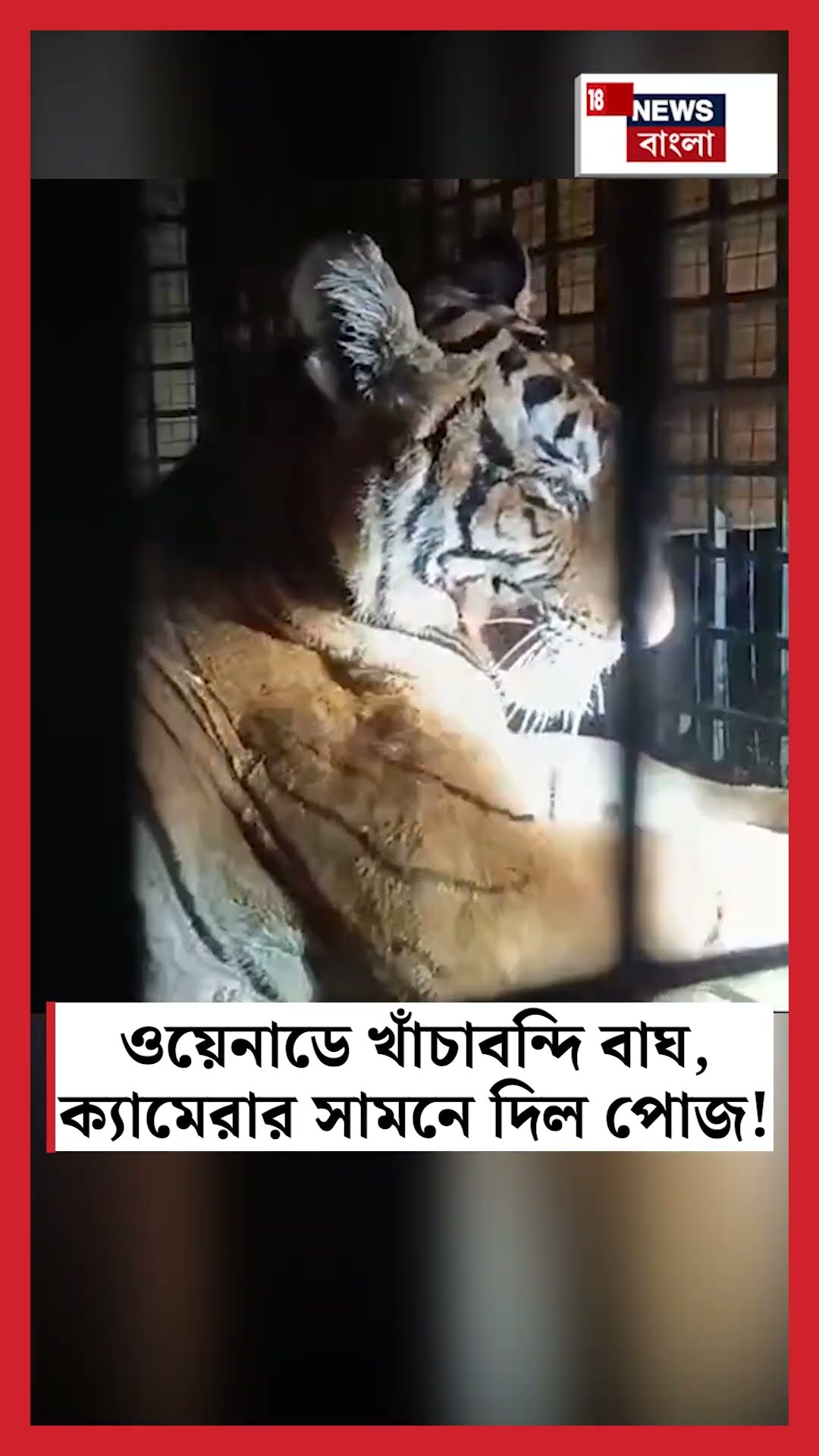 Wayanad এ খাঁচাবন্দি বাঘ, ক্যামেরার সামনে দিল পোজ! | N18S #shorts