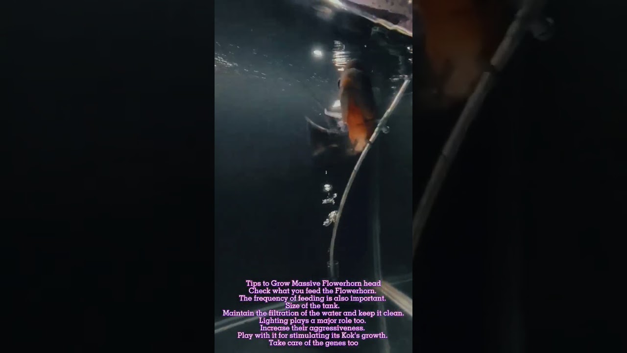 How to grow Flowerhorn head? 