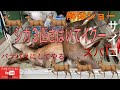 シカ解体　バラし方　#シカ #ジビエ #解体 #シカ解体 #シカのバラし方