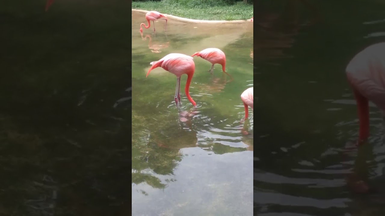 giant pink flamingo youtube giant pink flamingo youtube