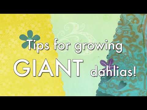 Tips for growing GIANT dahlias!