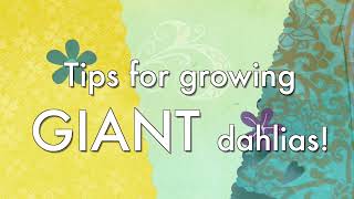 Tips for growing GIANT dahlias!