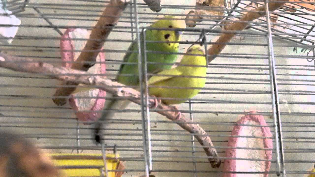 Спаривание волнистых попугайчиков