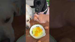 Dog: You can’t just make me suffer alone!#PetStarPlan #CutePets #LovelyDoggo