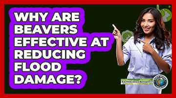 Why Are Beavers Effective At Reducing Flood Damage? - Earth Science Answers
