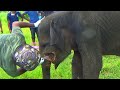 The reality of wildlife food poisoning  elephant begging for life