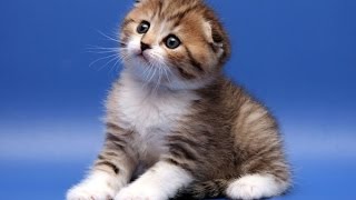 Шотландская вислоухая кошка.( Скоттиш фолд) Шотландская вислоухая кошка.( Скоттиш фолд)