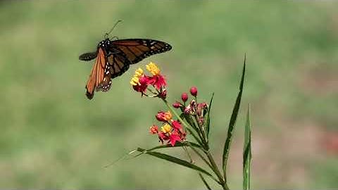 IUCN Red List of Threatened Species™: July 2022 Update