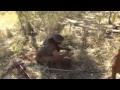 KALAHARI BUSHMEN: bird snare  / БУШМЕНЫ КАЛАХАРИ