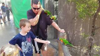 Lorikeets attack woman at Aquarium of the Pacific