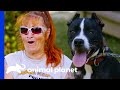 Rescued Fighting Dog Is the Sweetest Dog Ever | Pit Bulls & Parolees