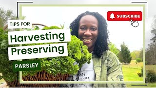 Tips For Harvesting And Preserving Parsley From The Garden For Year Round Flavor by Auyanna Plants 127 views 1 month ago 8 minutes, 17 seconds