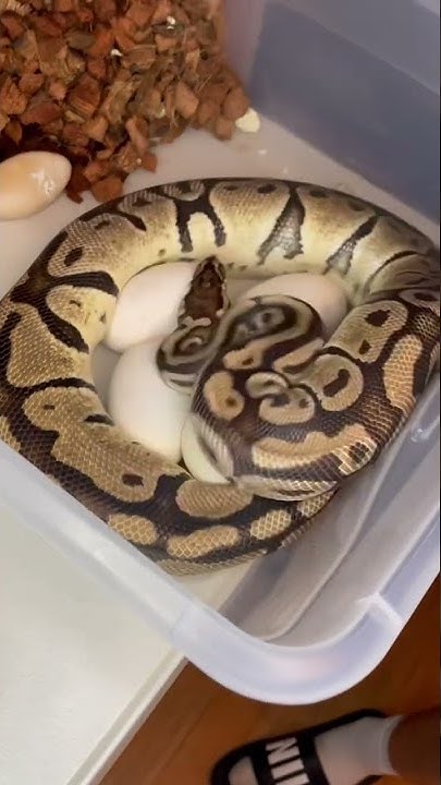 Ball Python Protecting Her Eggs - YouTube