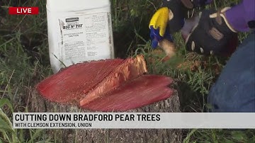 Clemson Ext details how, why to get rid of Bradford Pear trees