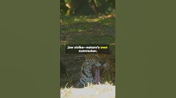 Deze jaguar regeert een natie #avontuur #feiten #ai #backpacking #schoonheid #zaken