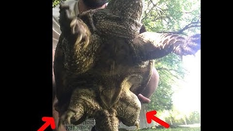 How To Properly Pick Up A Common Snapping Turtle
