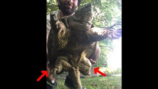 How To Properly Pick Up A Common Snapping Turtle