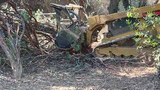 Mulching large Manzanita brush with a CAT 299D3 XE and a HM418 Mulching head. by 9Eleven 646 views 1 year ago 3 minutes, 11 seconds