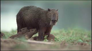 Brazil Untamed Capybaras Pond