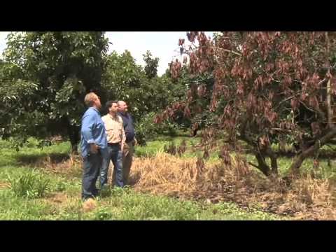 Laurel Wilt disease in trees