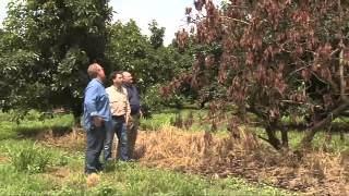 Laurel Wilt disease in trees