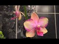 Тайсуко Джаспер - орхидея редкой красоты, Как её зацвести?))))))