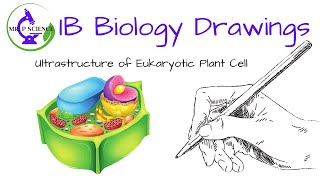 Drawing a Plant Cell