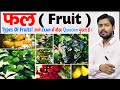 फल क्या है | What is Fruit? | फलों के प्रकार | Types of Fruits in Hindi