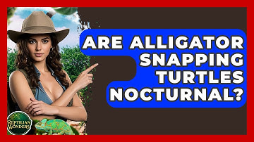 Are Alligator Snapping Turtles Nocturnal? - Reptilian Wonders