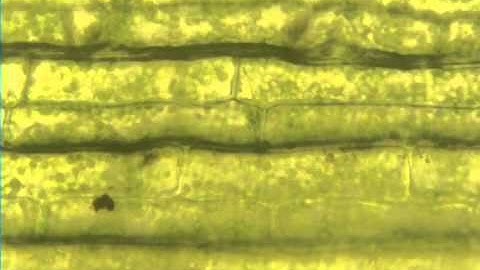 Elodea in Salt Water