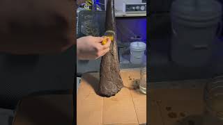 Duckbill dinosaur fossil! This is a fibula of edmontosaurus Which I